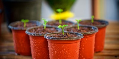 Six small orange seedling starter pots. Each post has water condensation droplets covering them. They sit on a wood slat bench. Each pot has one green seedling poking up out of the dirt.