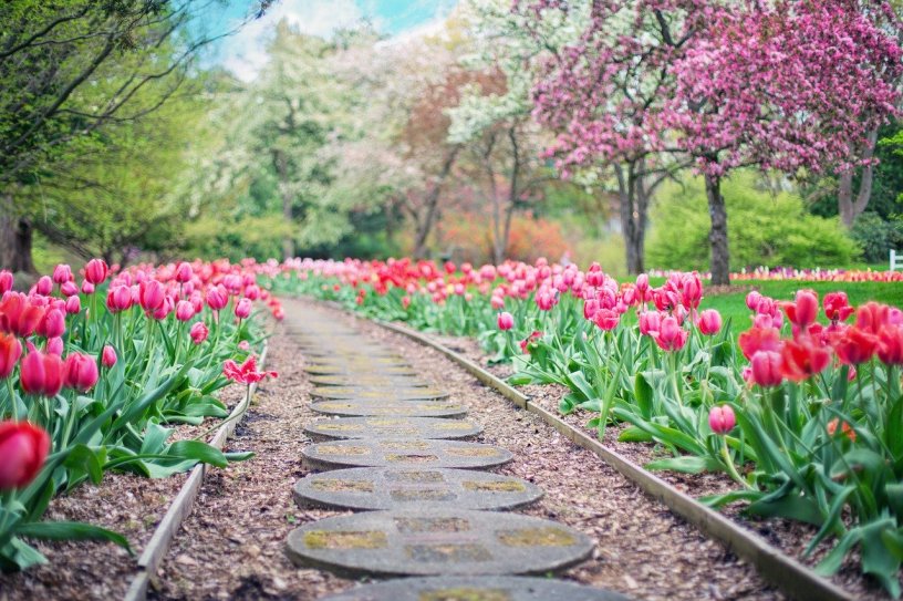 Bright pink/red tulips line a mulch and stone pathway. Spring trees in bloom light up the background.