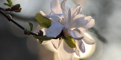 Large white Magnolia tree bloom on a branch with daytime sunlight highlighting it from behind. The background is a blend of muted white, green and soft blue.